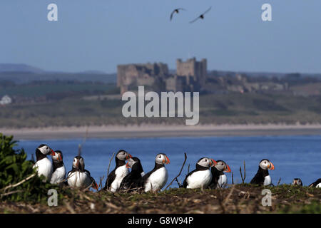 Papageitaucher treffen auf den Farne-Inseln vor der Küste von Northumberland auf die Vögel von Shags und Guillemot, um die Panierzeit zu beginnen. Stockfoto