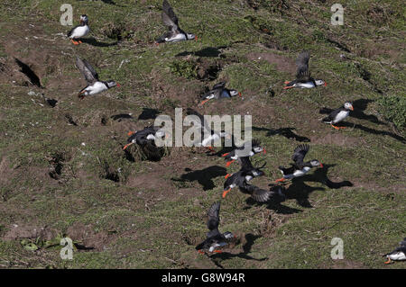 Vögel auf Farne Islands Stockfoto