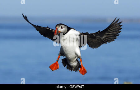 Papageitaucher treffen auf den Farne-Inseln vor der Küste von Northumberland auf die Vögel von Shags und Guillemot, um die Panierzeit zu beginnen. Stockfoto