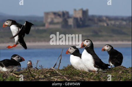 Papageitaucher treffen auf den Farne-Inseln vor der Küste von Northumberland auf die Vögel von Shags und Guillemot, um die Panierzeit zu beginnen. Stockfoto