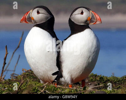 Papageitaucher treffen auf den Farne-Inseln vor der Küste von Northumberland auf die Vögel von Shags und Guillemot, um die Panierzeit zu beginnen. Stockfoto