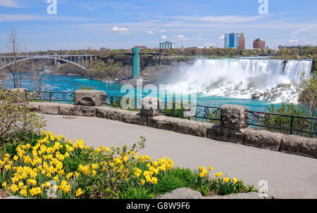 Amerikanischen Wasserfälle von Niagara Falls in Niagara River mit Narzissen Frühlingsblumen blühen auf der kanadischen Seite. Stockfoto