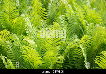 Ostrich Fern "Matteuccia Struthiopteris" Stockfoto