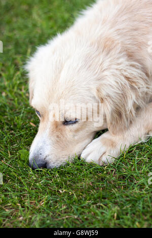 Schöner Hund schlafen auf dem grünen Rasen Stockfoto