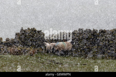 Schafe und Lämmer im Schneesturm bei Nenthead in Cumbria. Stockfoto