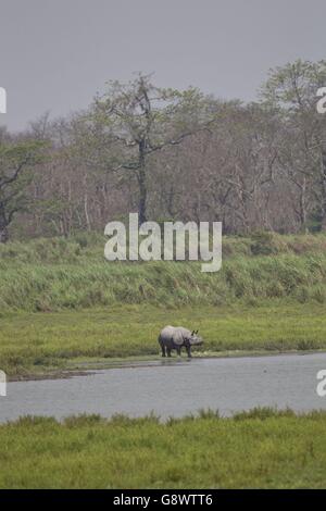 Ein Nashorn gesehen, während der Herzog und Herzogin von Cambridge sind auf Safari im Kaziranga Nationalpark in Assam, Indien, am Tag vier der Royal Tour nach Indien und Bhutan. Stockfoto