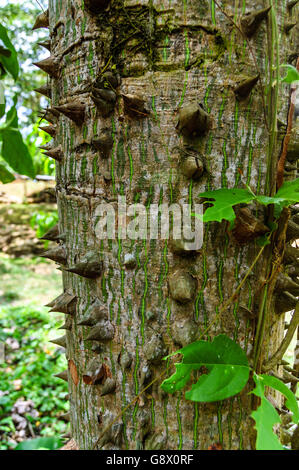 Ceiba oder kapok Tree, Guatemala, Mittelamerika. dornige Trunk junger Ceiba, der nationalbaum von Guatemala Stockfoto