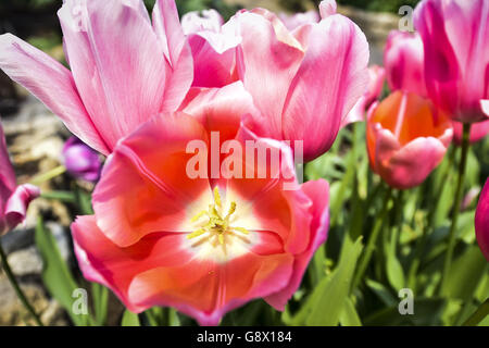 Rosafarbene Tulpen blühen im Eden Project in Cornwall, wo der Frühling durch die riesigen Biomes unterstützt wird, die ein mediterranes Klima schaffen, das den Frühlingsblumen noch mehr Wirkung und Lebendigkeit verleiht. Stockfoto