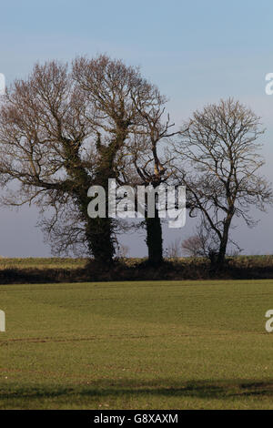 Eichen (Quercus Robur). Bedeckt von Efeu (Hedera Helix). Kulturpflanzen Feld und Skyline. Stockfoto