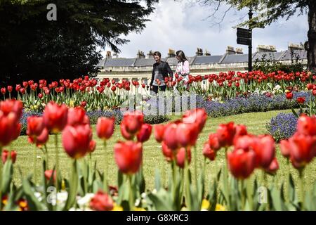 Tulpen in voller Blüte im Royal Victoria Park, Bath, da London an diesem Wochenende heißer als Ibiza sein wird, mit sengenden Temperaturen von bis zu 23C (73F). Stockfoto