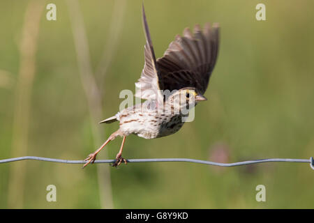 Savannah Spatz (Passerculus Sandwichensis) im Frühling singen. Stockfoto