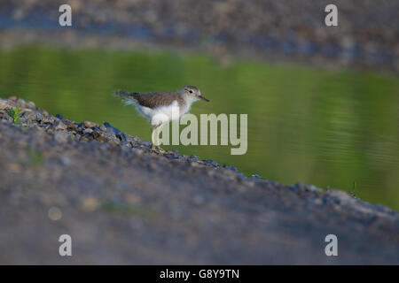 Baby Spotted Flussuferläufer (Actitis Macularius Sy Actitis Macularia) Stockfoto