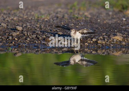 Baby Spotted Flussuferläufer (Actitis Macularius Sy Actitis Macularia) Stockfoto