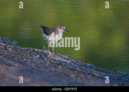 Baby Spotted Flussuferläufer (Actitis Macularius Sy Actitis Macularia) Stockfoto