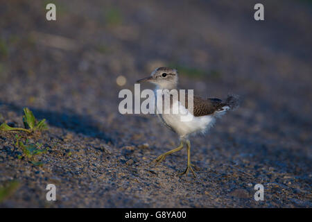 Baby Spotted Flussuferläufer (Actitis Macularius Sy Actitis Macularia) Stockfoto