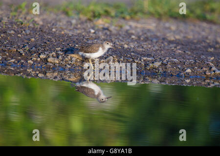 Baby Spotted Flussuferläufer (Actitis Macularius Sy Actitis Macularia) Stockfoto