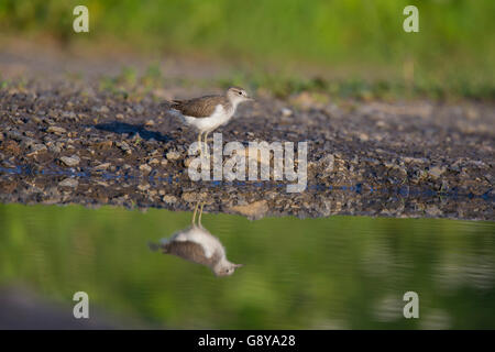 Baby Spotted Flussuferläufer (Actitis Macularius Sy Actitis Macularia) Stockfoto