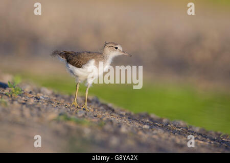 Baby Spotted Flussuferläufer (Actitis Macularius Sy Actitis Macularia) Stockfoto