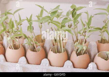 Jungpflanzen in Eierschalen, selektiver Weichzeichner, Eco-Konzept Stockfoto