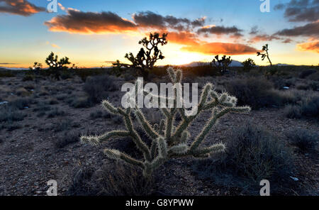 12. Februar 2016 - (Foto) - Präsident Barack Obama bezeichnet drei nationale Denkmäler in Kalifornien am Freitag, abgesehen von fast 1,8 Millionen Hektar für die dauerhafte Erhaltung. Bild: 1. Februar 2016 - setzt Searchlight, Nevada, US - Cholla Kaktus als die Sonne glüht im hohen Wüstengebiet der Burg Berge Montag. Eine 21.000 Hektar großen Parzelle südwestlich von Searchlight, Nevada in Kalifornien wird vorgeschlagen, als nationales Denkmal zum Schutz einer Fläche weggelassen, wenn die 1,5 Millionen Hektar großen Mojave National Preserve 1994 gegründet wurde. US-Präsident Barack Obama nutzt seine Autorität unter die kunstgerechte Stockfoto