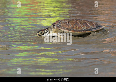 Charleston, USA. 30. Juni 2016. Eine sanierte grüne Meeresschildkröte kriecht zurück in den Atlantik in einem Release 30. Juni 2016 in Isle of Palms, South Carolina. Die Schildkröte wurde an der South Carolina Aquarium Sea Turtle Hospital in Charleston rehabilitiert. Bildnachweis: Planetpix/Alamy Live-Nachrichten Stockfoto