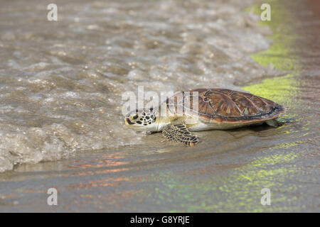 Charleston, USA. 30. Juni 2016. Eine sanierte grüne Meeresschildkröte kriecht zurück in den Atlantik in einem Release 30. Juni 2016 in Isle of Palms, South Carolina. Die Schildkröte wurde an der South Carolina Aquarium Sea Turtle Hospital in Charleston rehabilitiert. Bildnachweis: Planetpix/Alamy Live-Nachrichten Stockfoto