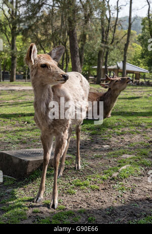 Zahm gesichtet (Sika) Rehe in Nara-Park, Japan Stockfoto