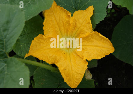 Gelbe Blume, Melonen Stockfoto