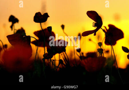 MEMORIAL Remembrance Stockfoto