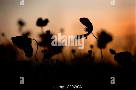 MEMORIAL Remembrance Stockfoto