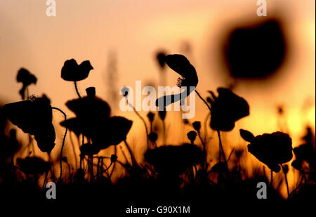 Königliche Erinnerung Blumen Stockfoto