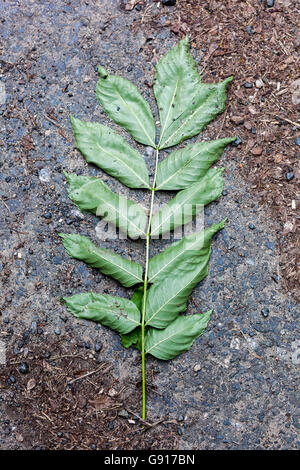 Fraxinus excelsior, Eschenblatt auf dem Boden Gemeine Esche Stockfoto