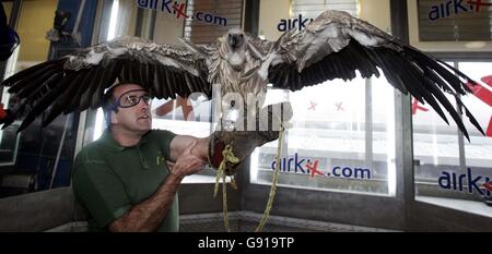 Afrikanische White Backed Vulture Stockfoto