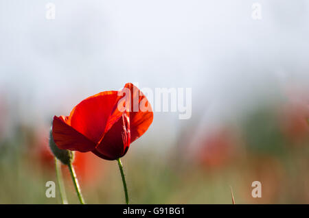 Einzelne Mohnblume am natürlichen Hintergrund jedoch unscharf Stockfoto