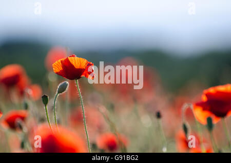 Nahaufnahme Bild mit Fokus auf eine Mohnblume unter vielen Mohnblumen in einem Feld Stockfoto