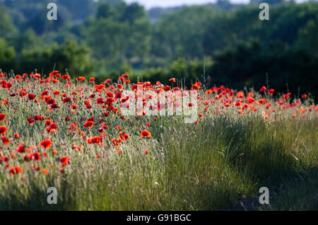 Detail von einem Kornfeld mit Mohn Blüte und ein frisches Grün im Hintergrund Stockfoto