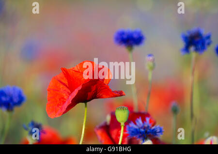 Eine Mohnblume im Fokus in einem Feld mit Kornblumen und Mohn Stockfoto