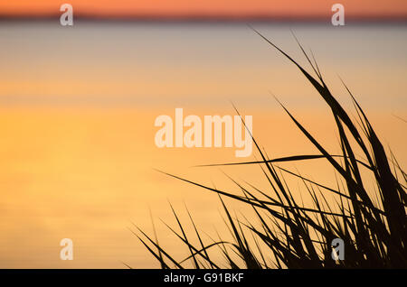 Reed Blätter bei Sonnenuntergang vor farbigen Weichwasser Stockfoto