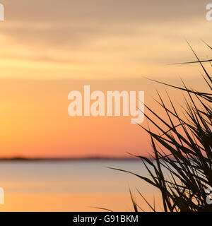 Weiche farbige Sonnenuntergang mit Schilf Blätter im Vordergrund Stockfoto