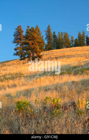 Canyon Hang von Wenaha River Trail, Wenaha Wild and Scenic River, Wenaha Wildlife Area, Oregon Stockfoto