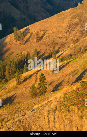 Canyon Hang von Wenaha River Trail, Wenaha Wild and Scenic River, Wenaha Wildlife Area, Oregon Stockfoto