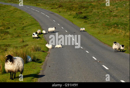 In Hülle und Fülle, liegend spielen laufen Schafe Lämmer Mutterschafe Verkehrszeichen auf Dartmoor in Devon. Schottische schwarz konfrontiert Maultier Rassen winterhart Stockfoto