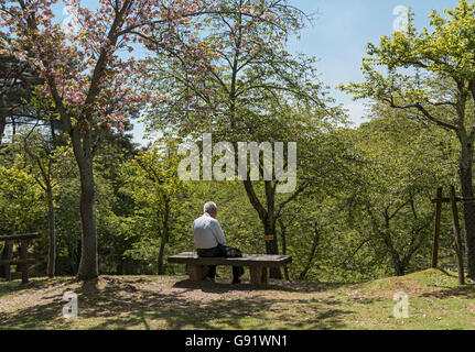 Älterer Mann sitzt auf der Bank unter blühenden Sakura Baum in Nara-Park, Japan Stockfoto