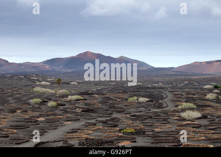La Geria Weinherstellung Region von Lanzarote, Kanarische Inseln Stockfoto