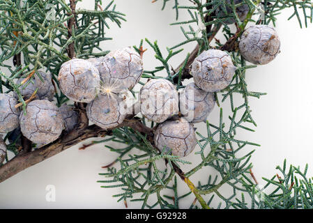 Wacholderbeeren auf weißem Hintergrund Stockfoto