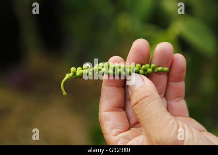 Nahaufnahme von live frische grüne Pfefferkörner (schwarzer Pfeffer) in Sarawak Stockfoto