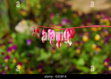 Blutende Herzblume, dicentra spectabilis, rote Blume Stockfoto