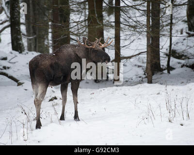 Elch (Alces Alces) Stockfoto