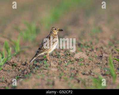 Feldlerche (Alauda Arvensis) Stockfoto