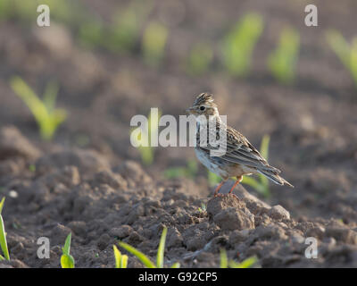 Feldlerche (Alauda Arvensis) Stockfoto